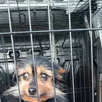 Sigi 244/2024 REZERWACJA