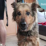Znaleziono psa, Dąbrówka, 30 maja 2024