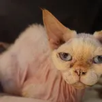 INTERWENCJA.O2.06.2024