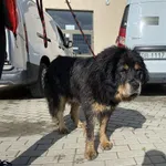 Znaleziono psa, Świdnica, 1 czerwca 2024
