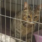 Kocurek poz. 24/230/K