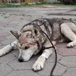 Znaleziono psa, Toruń, 30 maja 2024