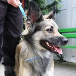Znaleziono psa, Łódź, 30 maja 2024