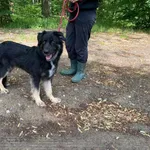 Pies do adopcji, gmina Platerówka, 3 czerwca 2024