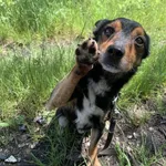 Flap - ur.ok. 16.05.2020