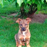 Pies do adopcji, Radom, 3 czerwca 2024