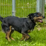 Pies do adopcji, Sopot, 3 czerwca 2024