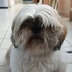 SUCZKA PRZYPROWADZONA PRZEZ ZNAL. DNIA 03.06.2024