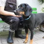 Znaleziono psa, Łódź, 1 czerwca 2024
