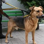 Znaleziono psa, Łódź, 2 czerwca 2024