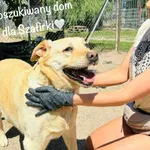 Pies do adopcji, Przyborówko, 3 czerwca 2024