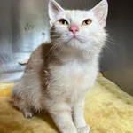 Kot do adopcji, Włocławek, 4 czerwca 2024