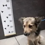 Przyjęty: 2024-06-03 Gmina: Brzeszcze Płeć: Pies Opis: mieszaniec, szare