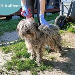 Znaleziono psa, Dąbrówka, 1 czerwca 2024