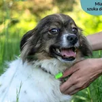 Pies do adopcji, Dąbrówka, 4 czerwca 2024