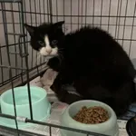 Nr: 201/2024 - Kot z Lubin Miasto