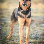 Młody, pełen energii i życia Zeus szuka aktywnego domu