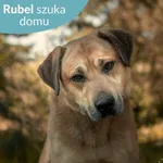 Pies do adopcji, Dąbrówka, 4 czerwca 2024