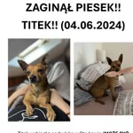 Zaginął pies, Łódź, 5 czerwca 2024