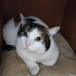 Znaleziono kota, Chojnice, 4 czerwca 2024