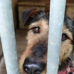 Pies do adopcji, Orzechowce, 3 czerwca 2024