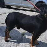 Znaleziono psa, Pieckowo, 4 czerwca 2024