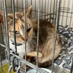 Znaleziono kota, Świdnica, 5 czerwca 2024