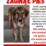 Zaginął pies, Kiełczów, 6 czerwca 2024