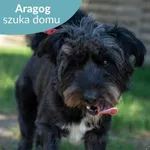 Pies do adopcji, Dąbrówka, 6 czerwca 2024