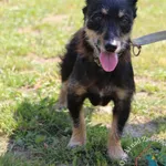 Pies do adopcji, Węgrowo, 21 maja 2024