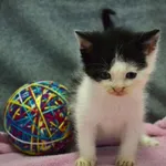 Kot do adopcji, Chełmek, 9 maja 2024