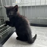 Nr: 208/2024 - Kot z Świdnica Miasto