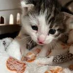 Kot do adopcji, Włocławek, 5 czerwca 2024