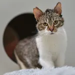 Kot do adopcji, Mielec, 7 czerwca 2024