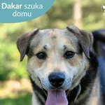 Pies do adopcji, Dąbrówka, 7 czerwca 2024