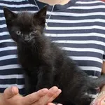 Kot do adopcji, Węgrowo, 6 czerwca 2024