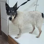 Bytom 616093900096951 mieszaniec biało czarna suka 292/2023