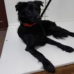 Bytom mieszaniec czarny pies 306/2023