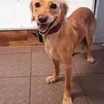 Bytom 616093901210861 mieszaniec biszkoptowa suka 327/2023