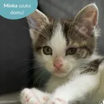 Kot do adopcji, Dąbrówka, 10 czerwca 2024