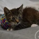 Przyjęty: 2024-06-10 Gmina: Oświęcim Płeć: Kocur Opis: europejska, buro-iałe