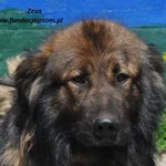 Pies do adopcji, Nowy Dwór Mazowiecki, 9 czerwca 2024