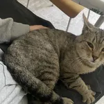 W nocy 9.06na ul.Pogonowskiego znaleźliśmy szarego pręgowanego kocura. Ma około 1,5 roku i nie jest wykastrowany, bardzo lgnie do ludzi i ma obcięte pazurki.