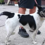 Znaleziono psa, Pieckowo, 10 czerwca 2024