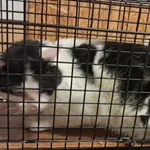 Kocurek poz. 24/258/K