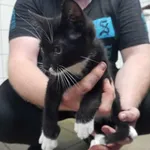 Kocurek poz. 24/257/K