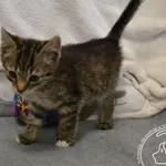 Przyjęty: 2024-06-10 Gmina: Oświęcim Płeć: Kocur Opis: europejska, bure z białymi znaczeniami