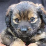 Pies do adopcji, Przyborówko, 9 czerwca 2024