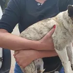 Znaleziono psa, Toruń, 7 czerwca 2024
