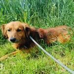 Znaleziono psa, Racławice, 3 czerwca 2024